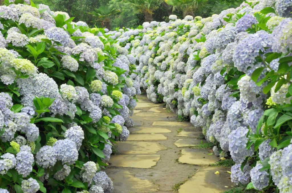 Jeju Adası Gezi Rehberi | Kore’nin Hawaii’si 11 Camellia Hill