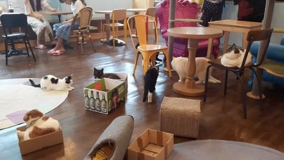 Kafe